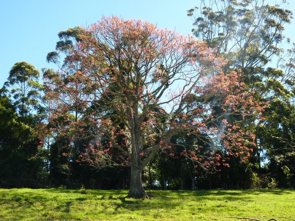 Bellthorpe Stays Maleny Exteriör bild