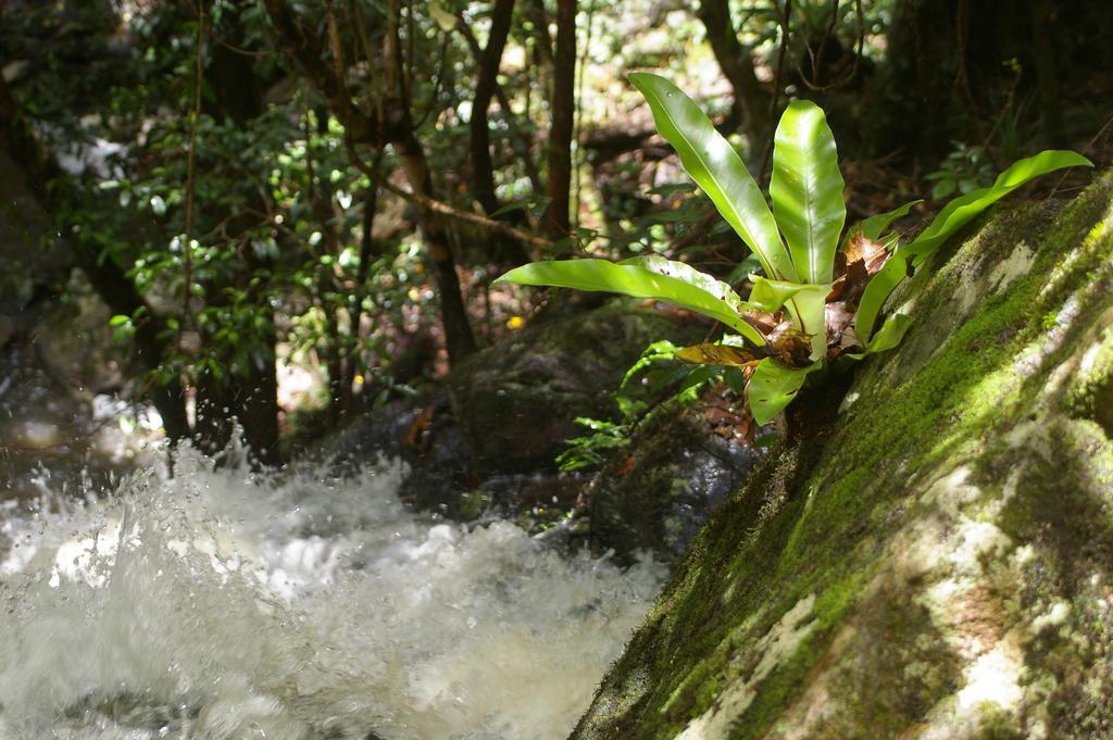 Bellthorpe Stays Maleny Exteriör bild