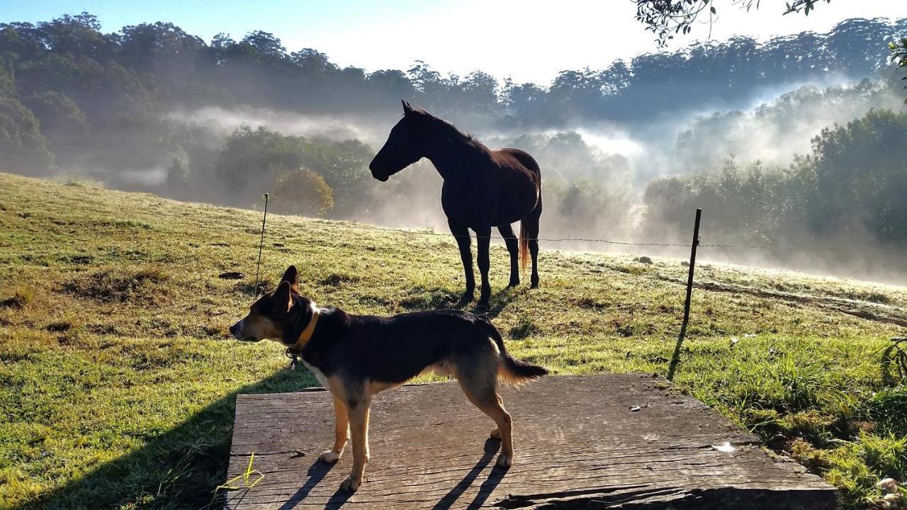 Bellthorpe Stays Maleny Exteriör bild