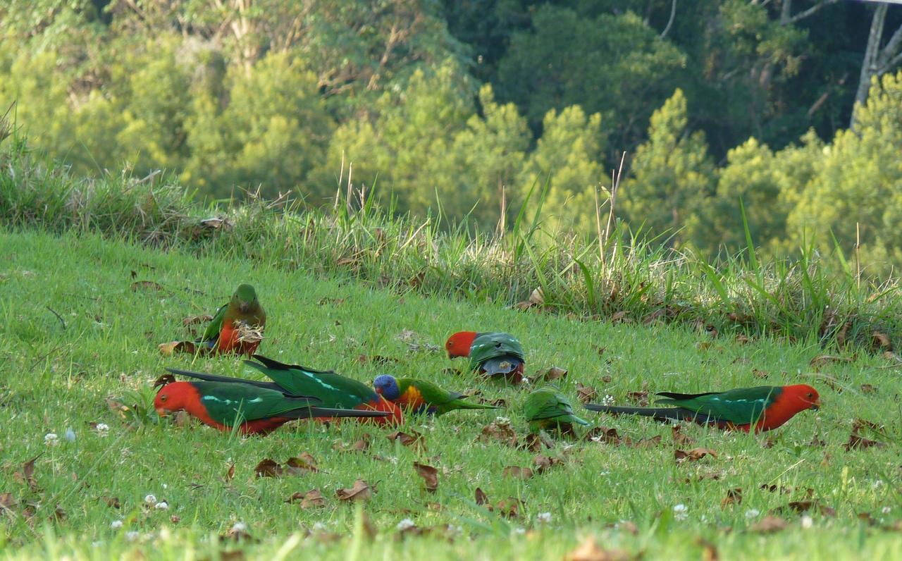 Bellthorpe Stays Maleny Exteriör bild