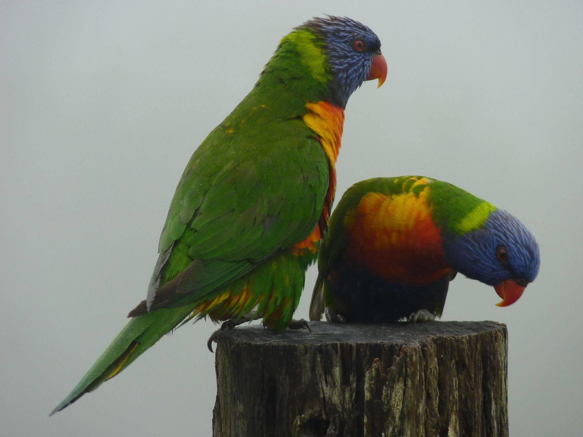 Bellthorpe Stays Maleny Exteriör bild